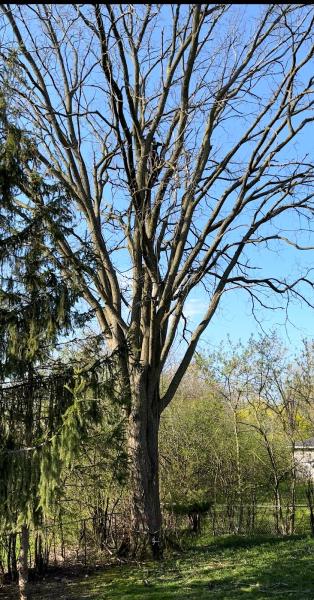 Heartwood Tree Care