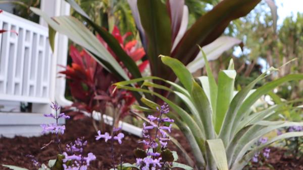 Fort Myers Garden Service