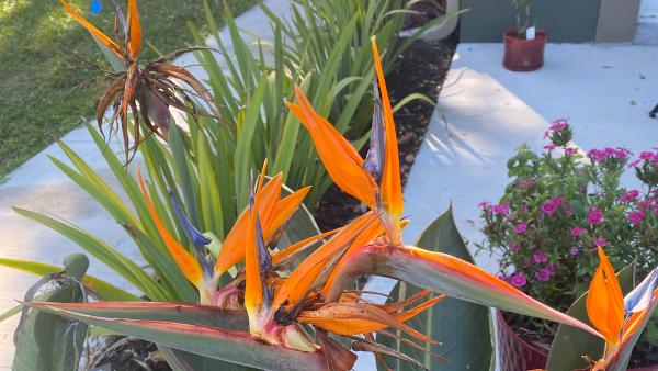 Fort Myers Garden Service