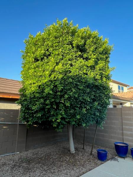 Glen C Landscaping & Hardscape