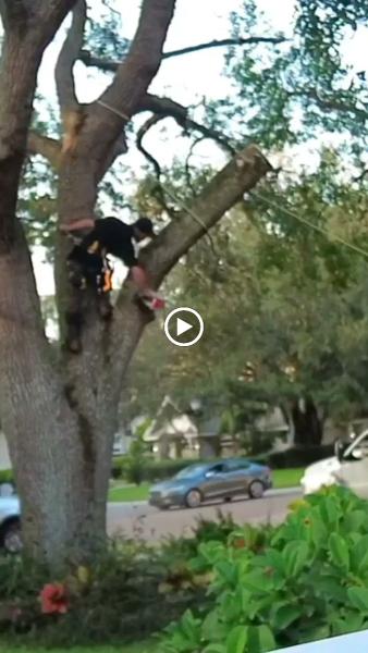 McCullough Tree Service