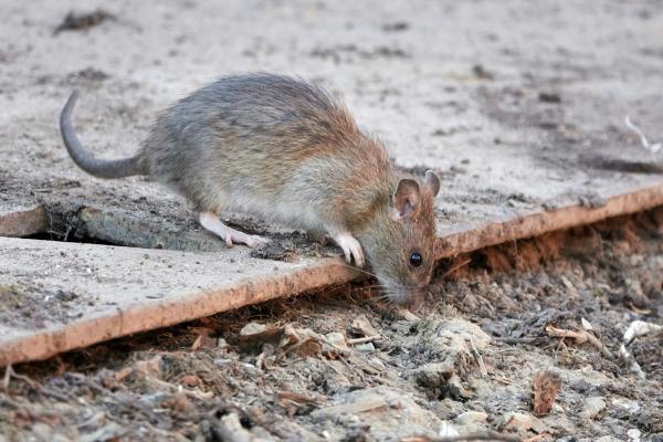 Chief Termite & Pest Control Inc