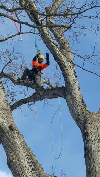 Selvin's Tree Care