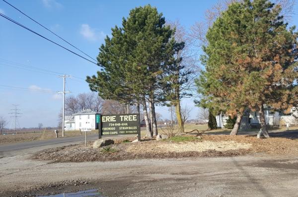 Erie Tree