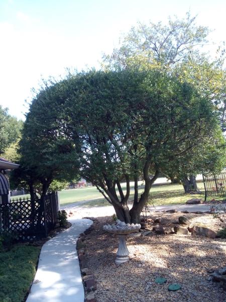 Ruiz Landscaping & Tree Services