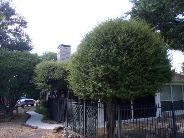 Ruiz Landscaping & Tree Services