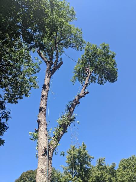 No Limits Tree Service