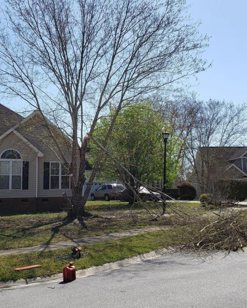 Clarksville TN Tree Service