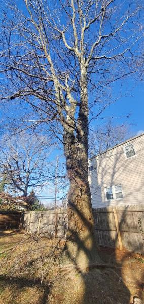 Dank Tree Experts