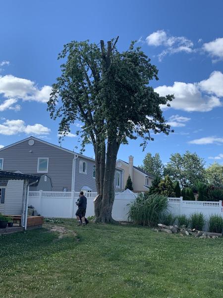 Dank Tree Experts