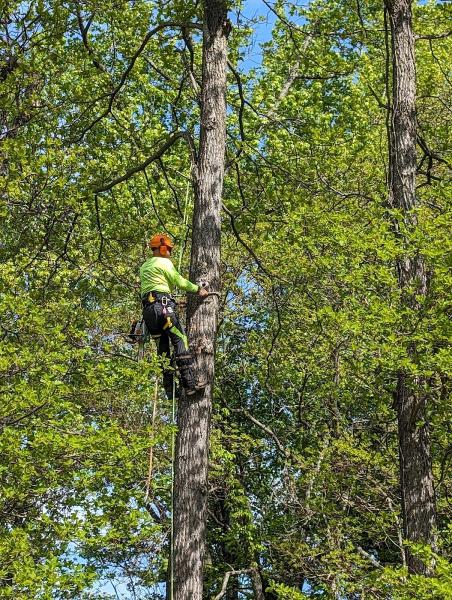 Devers Tree Care