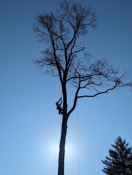 Devers Tree Care