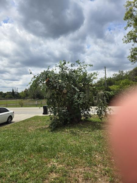 Central Florida Tree Service