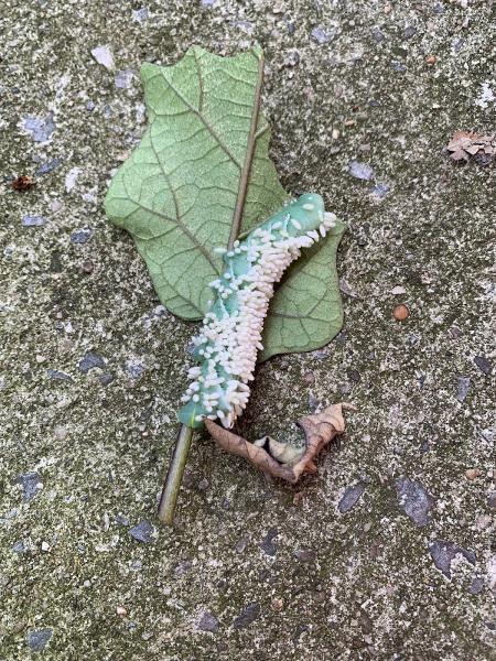 Ecowise Pest Control NYC