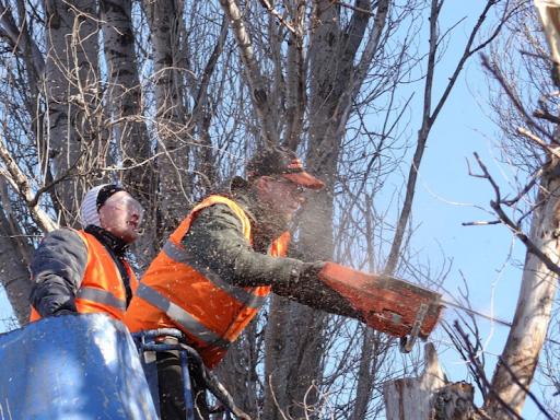 Mr Tree Service
