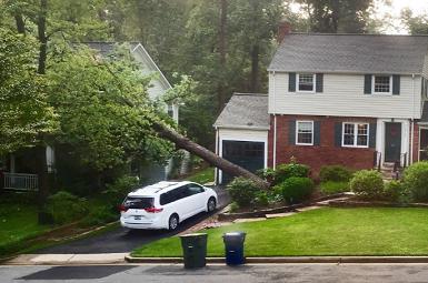 Mr Tree Service