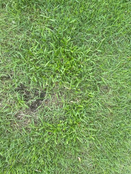 Lawngevity Inc