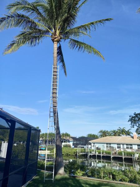 Kat Tale Tree Trimming