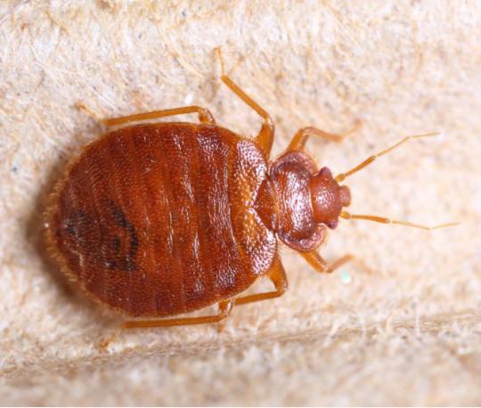 Lane's Termite/Pest Inc