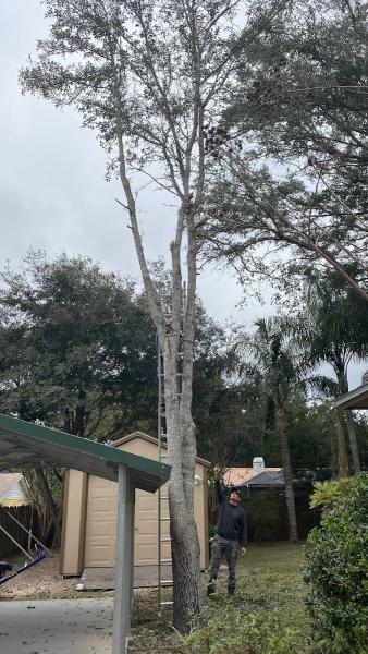 Woodpecker Tree and Yard Services