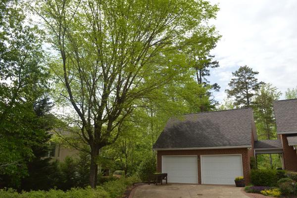 Ulm Brothers Tree Services