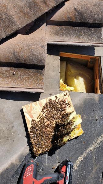 D-Tek Live Bee Removal