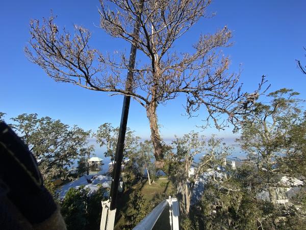 Rose's Tree Service