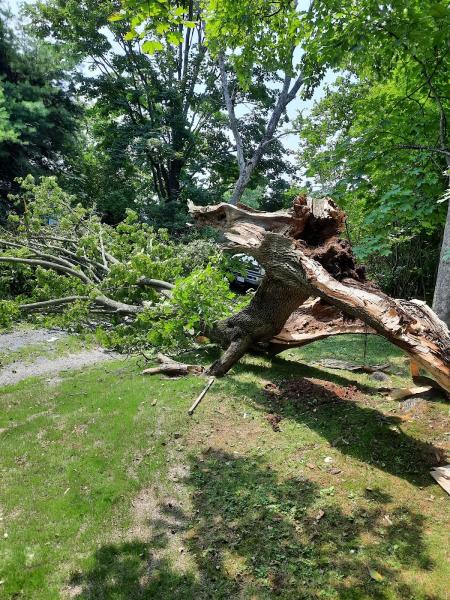 Antonio & Ed Tree Experts