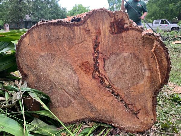 Preferred Tree Healthcare