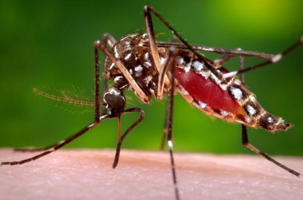 Red Carpet Mosquito Control