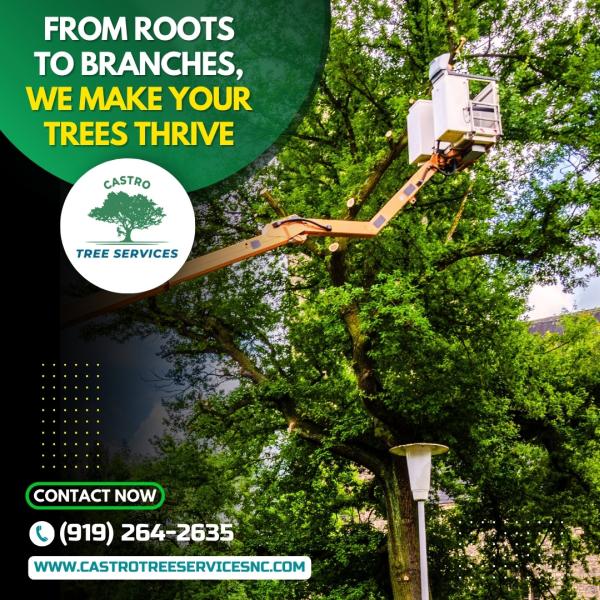 Castro Tree Services
