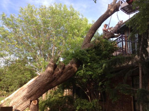 Arbor Image Tree Care