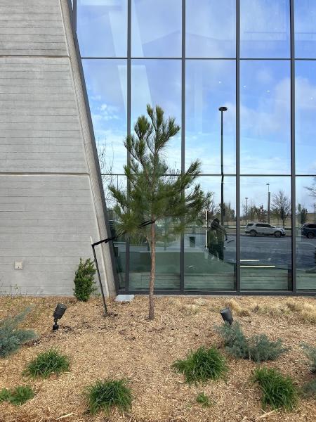 Arbor Image Tree Care