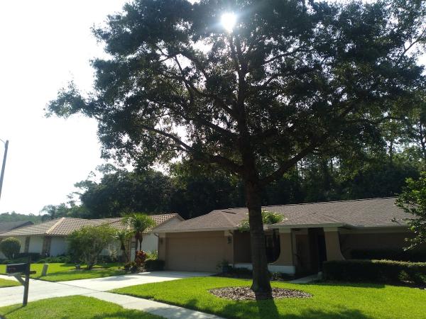 Tree and Palm Service