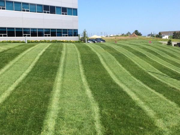 Grassmaster Plus
