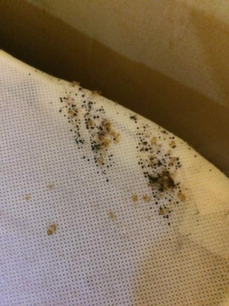 First Strike Pest Elimination