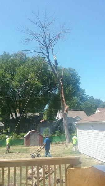 Big Wood Tree Service