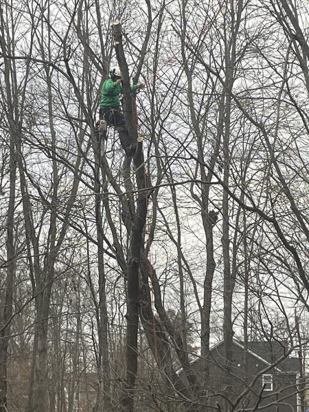 Great Dane Tree Experts & Landscaping LLC