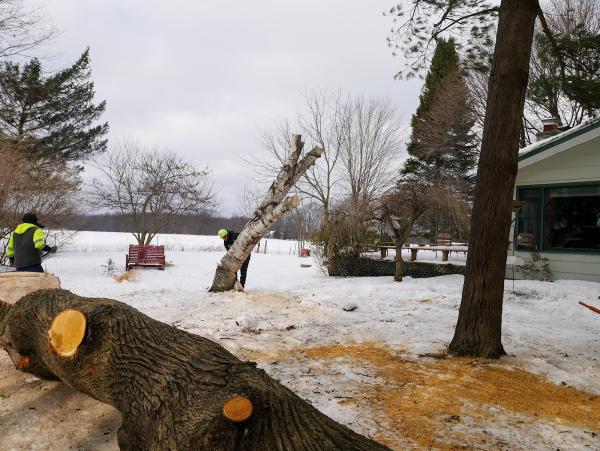 Certified Tree Service