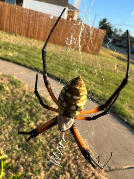OKC Mosquito Militia Total Pest Control