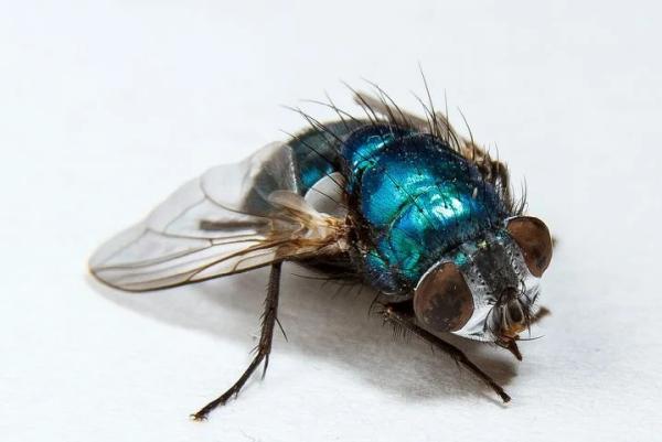OKC Mosquito Militia Total Pest Control