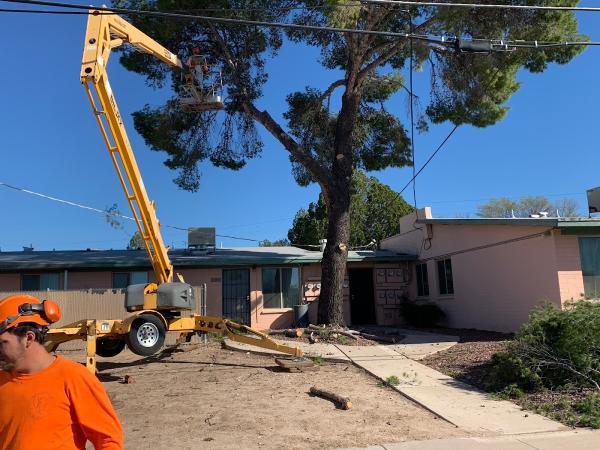 AAA Mammoth Tree & Landscaping