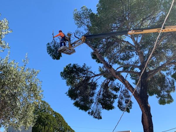 AAA Mammoth Tree & Landscaping