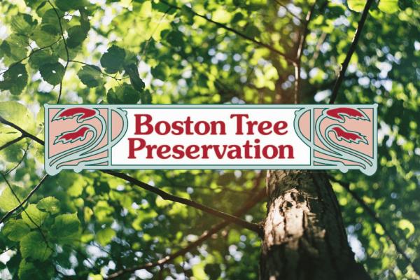 Boston Tree Preservation