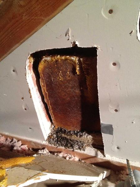 Allpro Wildlife Removal