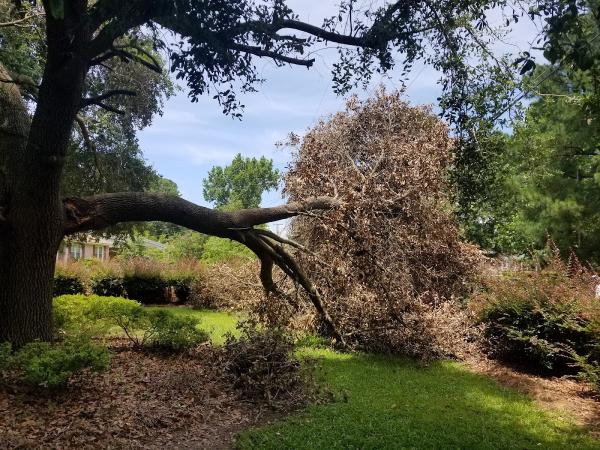 Professional Lot Clearing & Tree Service