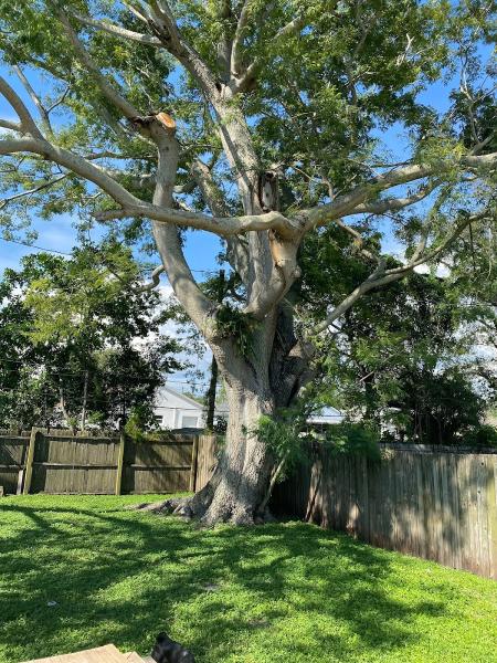 Angelo's Tree Service