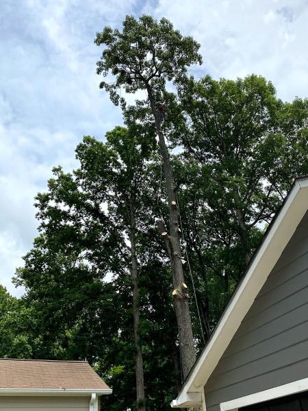 General Tree Service