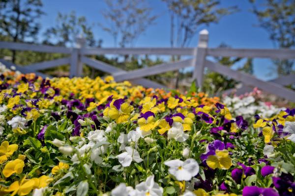 Manale Landscaping