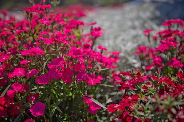 Manale Landscaping